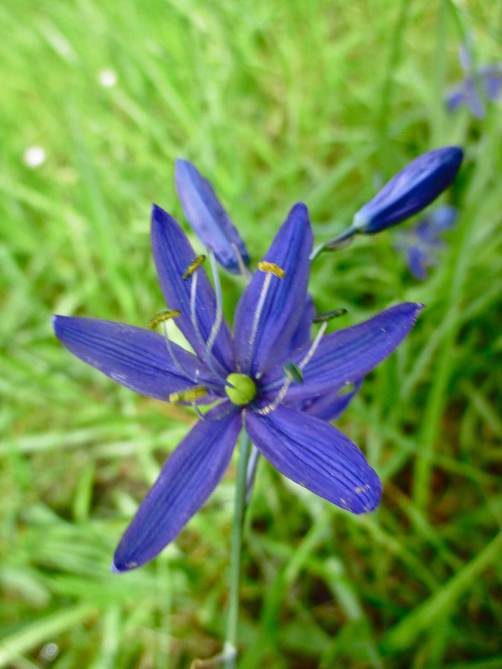 Blue Camas Camassia Flower Seeds for Planting – Heirloom Non-GMO, High Germination Organic Garden Seeds