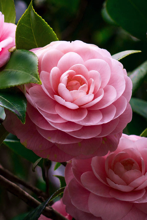 Camellia Pink White Flower Seeds for Planting – Heirloom, Non-GMO, High Germination Organic Garden Seeds