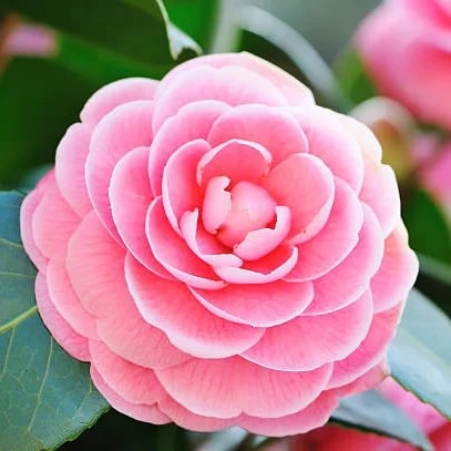 Camelia Flower Seeds for Planting - Heirloom, Non-GMO, Drought Tolerant Organic Garden Seeds