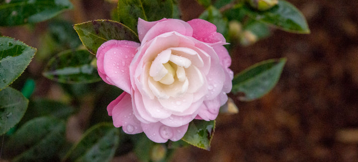 White Pink Camellia Flower Seeds for Planting Heirloom Non-GMO Organic Garden Seeds