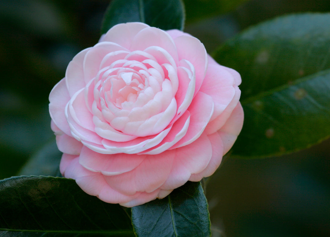 Camellia Flower seeds for Planting - Long Bloom Season, Heirloom & GMO Free Seeds for Home Garden, 100 pcs