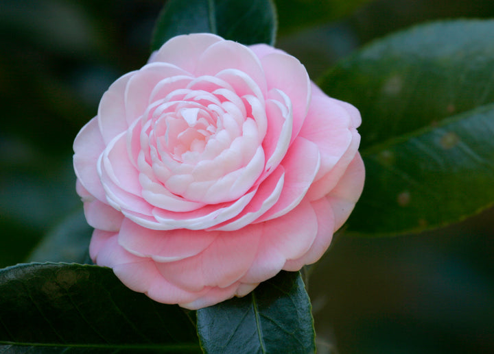 Camellia Flower seeds for Planting - Long Bloom Season, Heirloom & GMO Free Seeds for Home Garden, 100 pcs