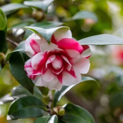 Red White Camellia Flower Seeds for Planting – Heirloom, Non-GMO, Organic Garden Seeds, High Germination