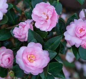Light Pink Camellia Flower Seeds for Planting | Heirloom Non-GMO High Germination Organic Garden Seeds