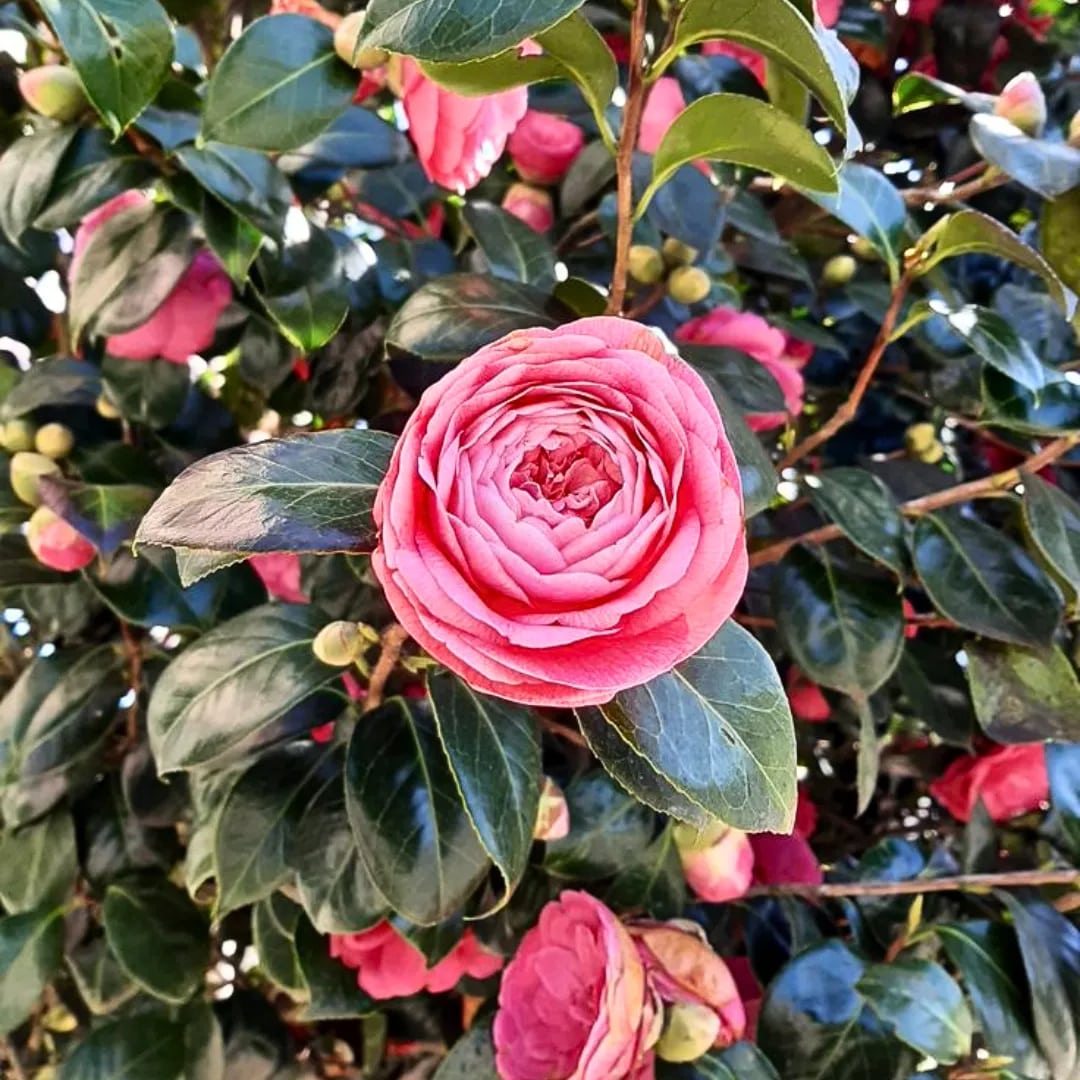 Japanese Camellia Flower Seeds for Planting – Heirloom, Non-GMO, High Germination Garden Seeds