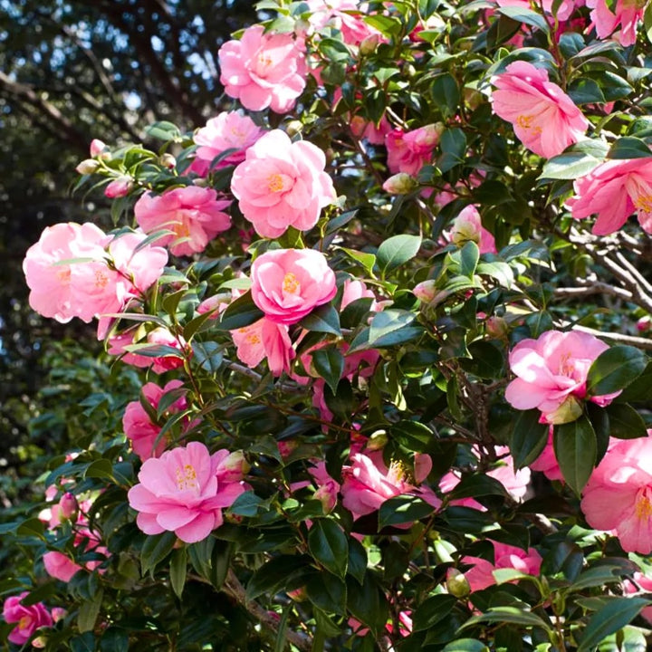 Japanese Camellia Flower Seeds for Planting – Heirloom, Non-GMO, High Germination Garden Seeds