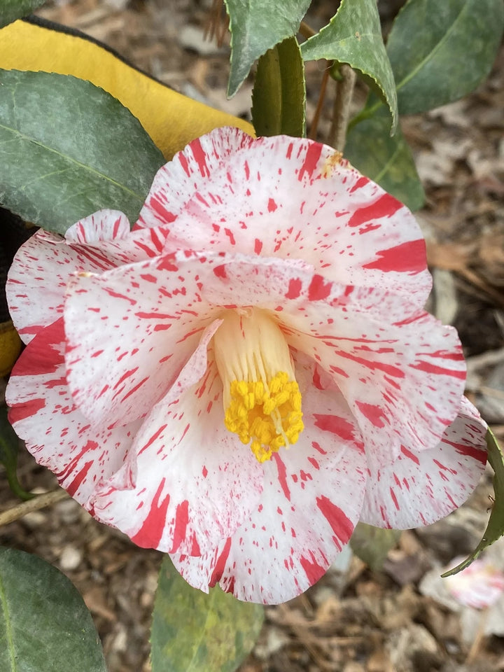 Camellia Flower Seeds for Planting – Low Maintenance, Heirloom & Non-GMO Organic Garden Seeds