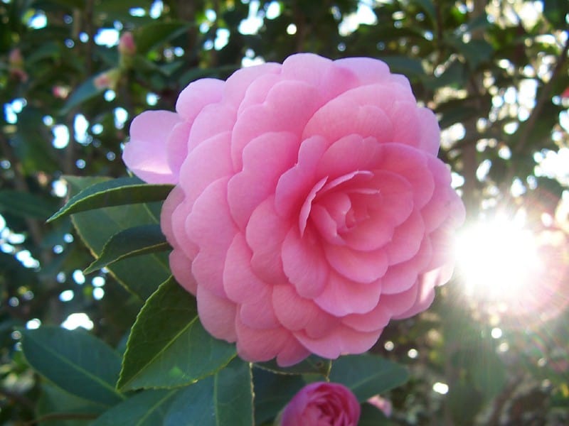 Pink Camellia Flower Seeds for Planting – Premium Quality Heirloom Non-GMO Seeds for Home Garden