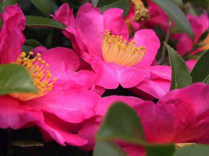 Pink Red Camellia Flores Flower Seeds for Planting – Heirloom, Non-GMO, High Germination Seeds