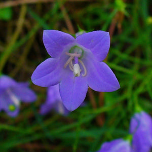 Flower Seeds, Seeds,Seeds For Planting,Plant Seeds