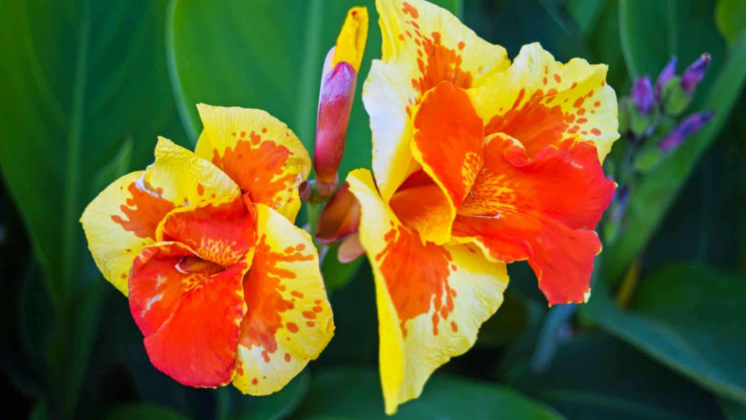 Yellow Red Canna Flower Seeds for Planting – Heirloom Non-GMO, High Germination Organic Garden Seeds