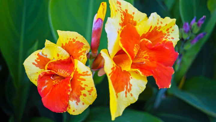 Yellow Red Canna Flower Seeds for Planting – Heirloom Non-GMO, High Germination Organic Garden Seeds