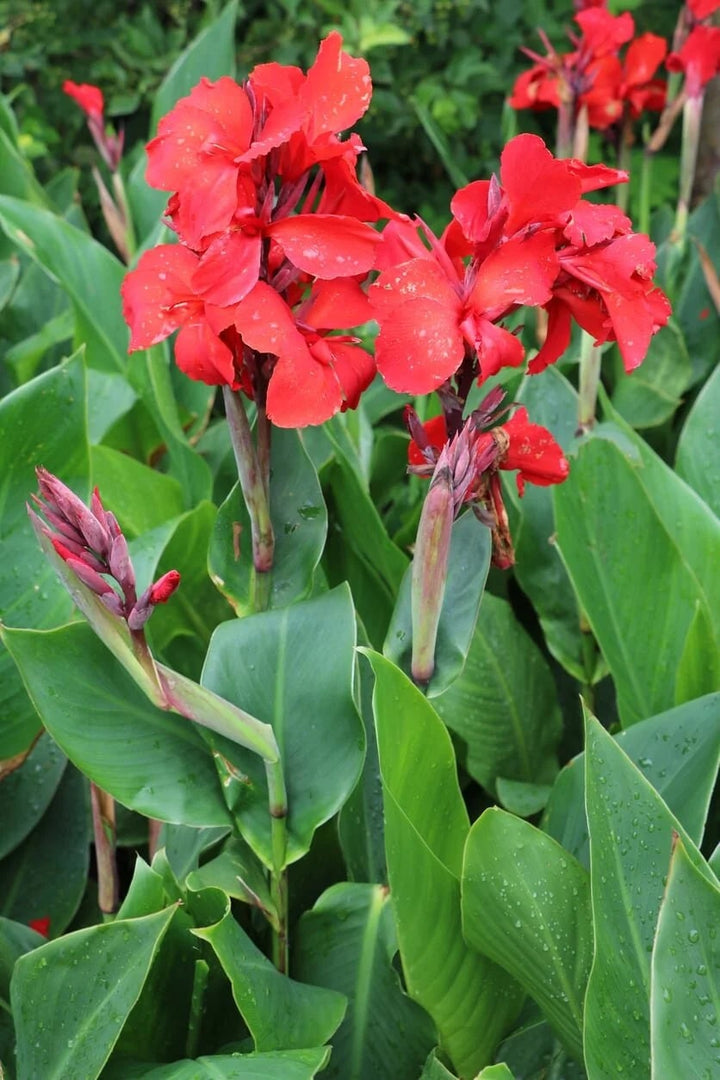 Red Canna Flower Seeds for Planting – Heirloom, Non-GMO &amp; High Germination Organic Garden Seeds