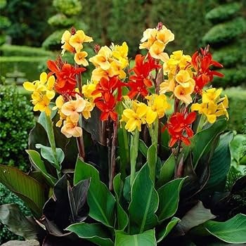 Canna Lily Flower Seeds for Planting – Shade Tolerant Heirloom Non-GMO Seeds for Home Garden
