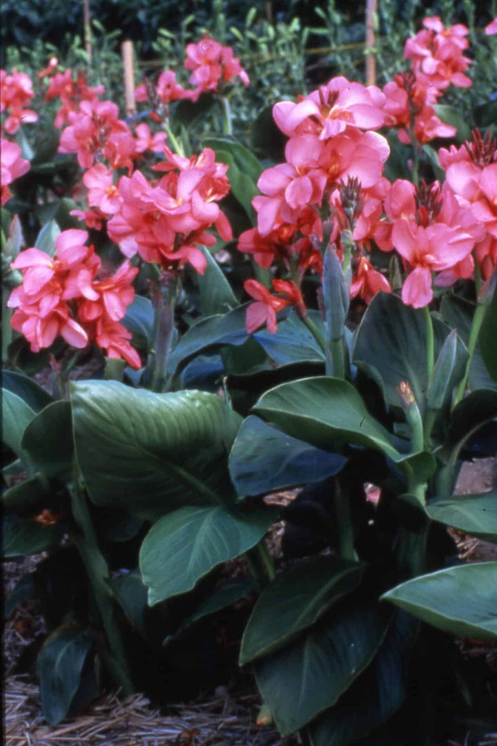 Pink Canna Flower Seeds for Planting – Heirloom, Non-GMO, Pollinator Friendly, High Germination