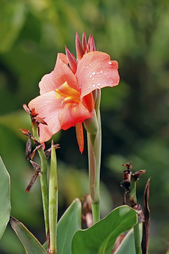Canna Flower Seeds for Planting – Long Bloom Season, Heirloom, Non-GMO, High Germination Organic Garden Seeds