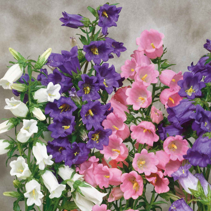 Flower Seeds, Seeds,Seeds For Planting,Plant Seeds
