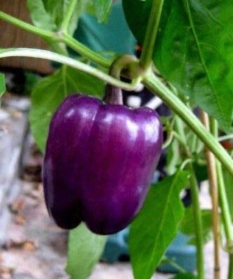 Violet Pepper flower seeds for planting - Heirloom &amp; Non-GMO Garden Seeds