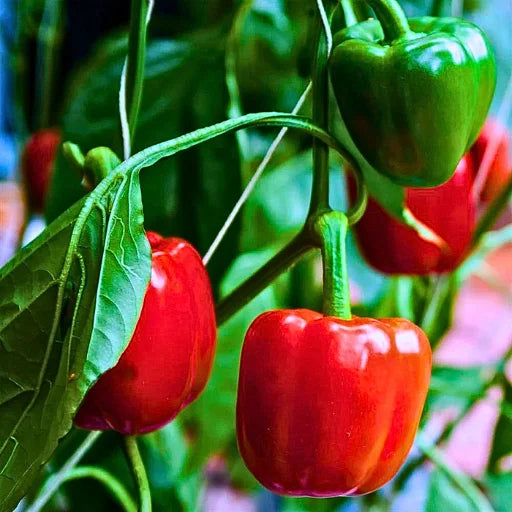 Mixed Bell Pepper Seeds for Planting – Heirloom, Non-GMO, Colorful Vegetable Garden Seeds – High Germination