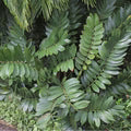 Green Zamia Furfuracea Flower Seeds for Planting – Heirloom, Non-GMO, High Germination Organic Garden Seeds