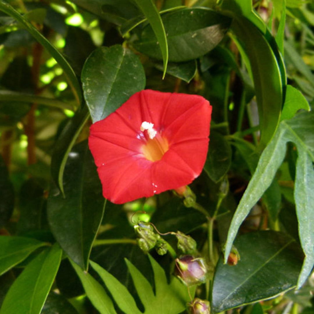 Flower Seeds, Seeds,Seeds For Planting,Plant Seeds