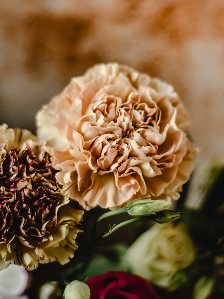 Brown Carnation Flower seeds for Planting – Hardy Variety, Heirloom & GMO Free Seeds for Home Garden