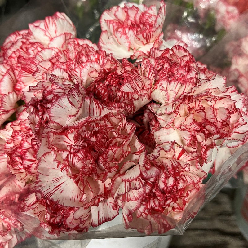 Red White Carnation Flower Seeds for Planting – Garden Favorite, Heirloom & Non-GMO Home Garden Seeds