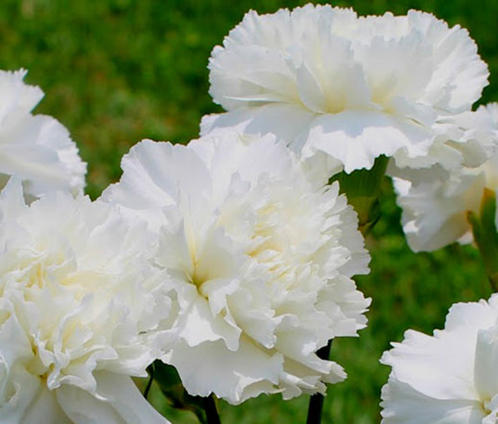White Dianthus Caryophyllus Flower Seeds for Planting – Heirloom Non-GMO High Germination Organic Garden Seeds