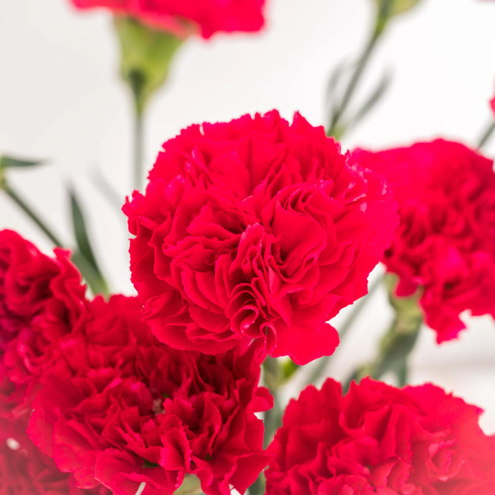 Carnations Flower Seeds for Planting – Heirloom, Non-GMO, High Germination Organic Garden Seeds