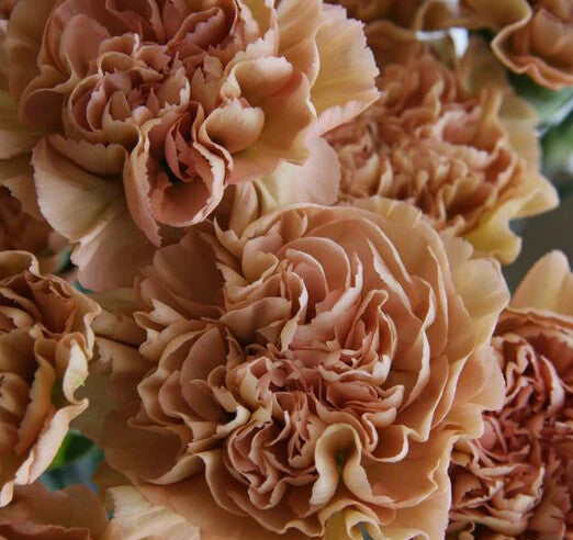 Brown Carnation Flower Seeds for Planting – Heirloom Non-GMO, High Germination Organic Garden Seeds