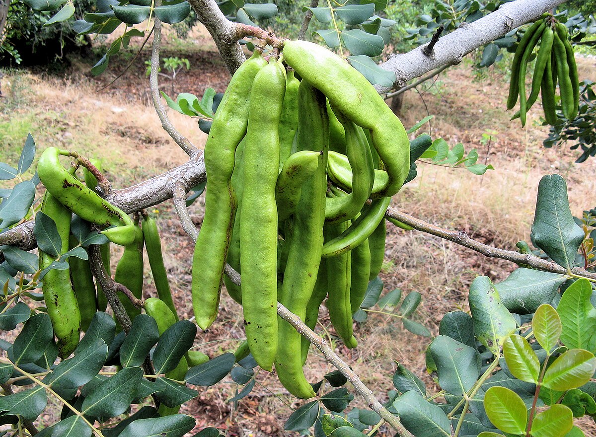 Carob Vegetable Seeds for Planting – Heirloom Non-GMO Organic Garden Seeds – Sweet Pods for Chocolate Substitute