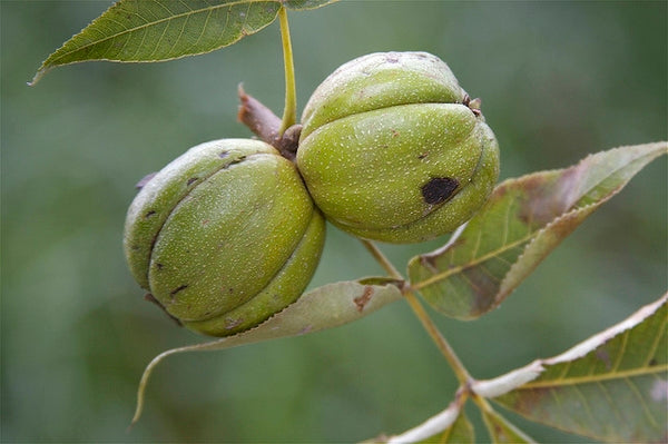 Shagbark Fruit Seeds for Planting – Heirloom, Non-GMO Unique Hardy Garden Tree Seeds