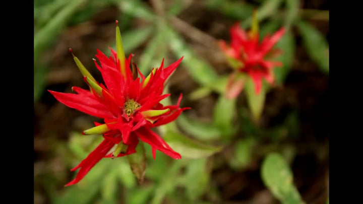 Red Castilleja Flower Seeds for Planting – Hardy, Vibrant Wildflower Blooms