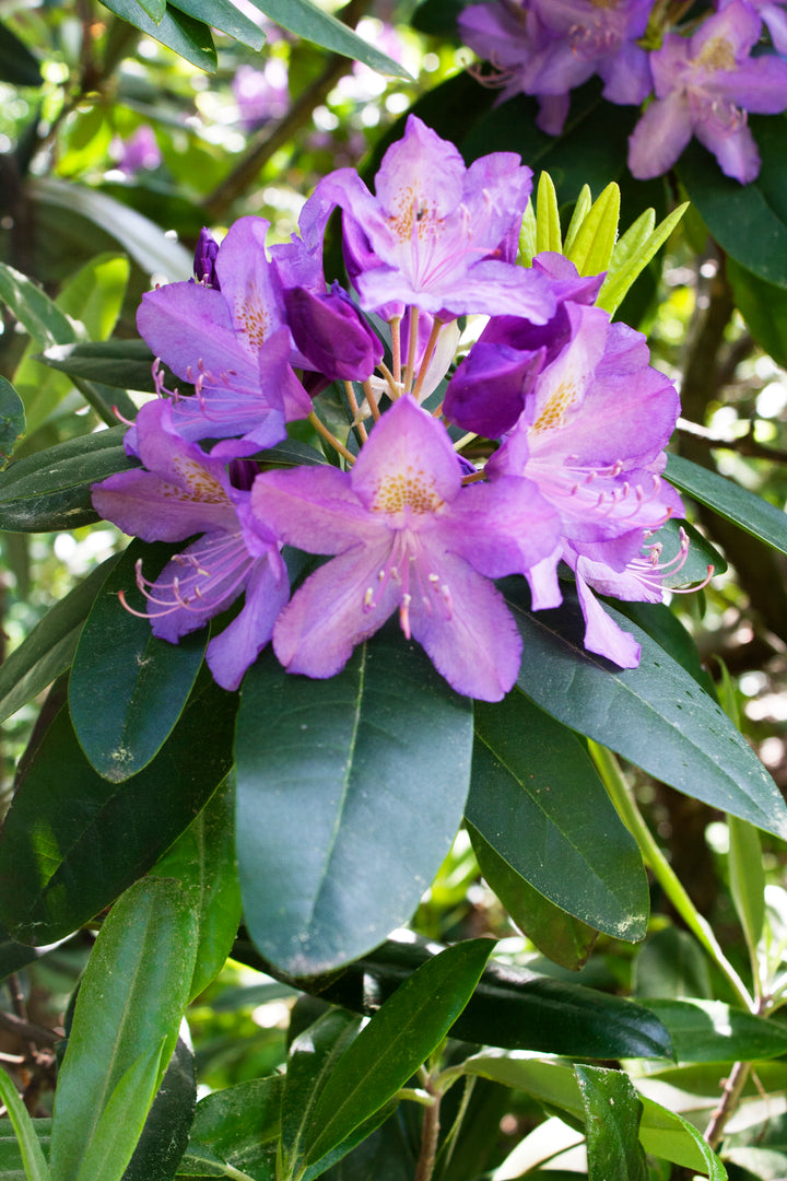 Catawba Rhododendron Flower Seeds for Planting - Low Maintenance, Heirloom & GMO Free Seeds for Home Garden