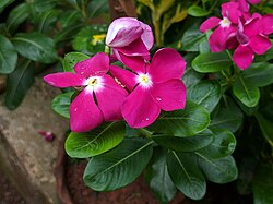 Dark Pink Vinca Flower Seeds for Planting – Heirloom, Non-GMO, High Germination Organic Garden Seeds