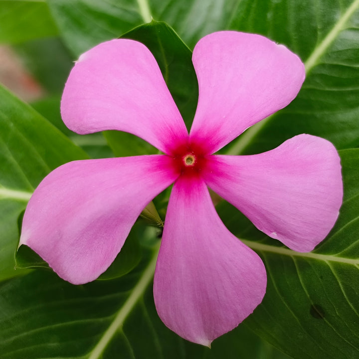 Pink Vinca Flower Seeds for Planting – Garden Favorite, Heirloom, Non-GMO, High Germination Organic Garden Seeds