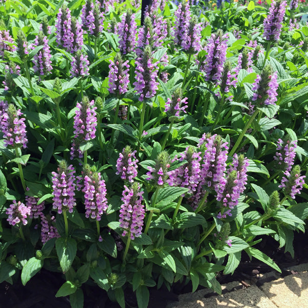 Nepeta Flower Seeds for Planting – Heirloom, Non-GMO, High Germination Organic Garden Seeds