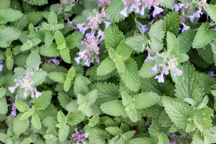 Green Cat Mint Herb Seeds for Planting – Heirloom, Non-GMO, Organic Garden Seeds with High Germination