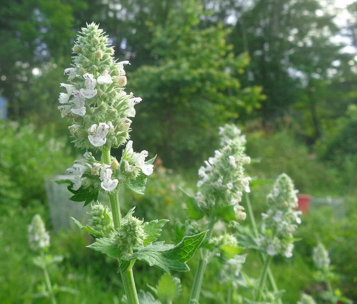 Heirloom Non-GMO Catnip Nepeta Flower Seeds for Garden Planting – Aromatic Herb for Pollinators