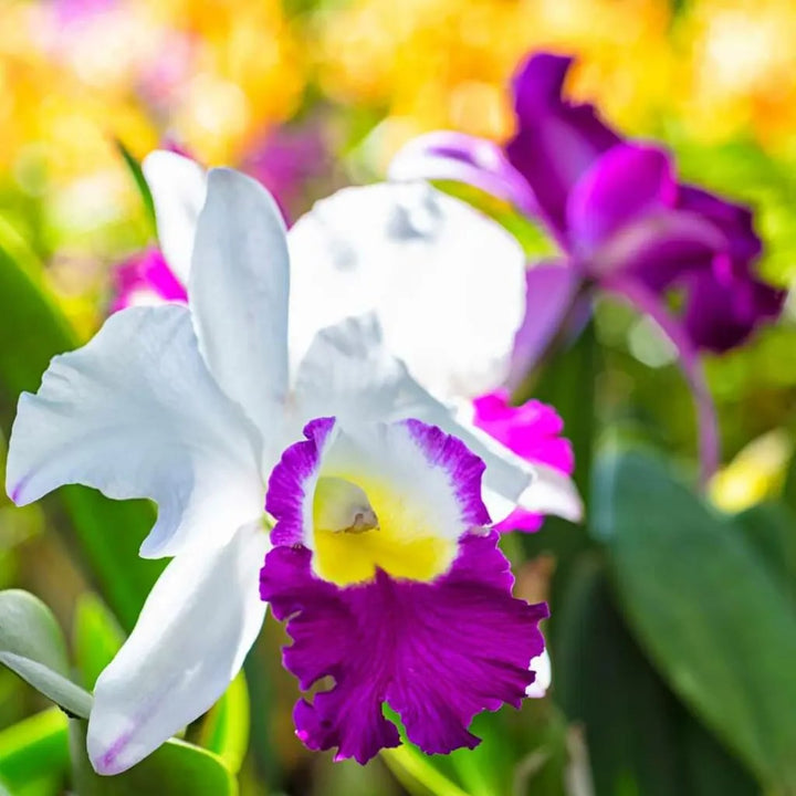 Cattleya Multicolor Orchid Flower Seeds for Planting - Heirloom, Non-GMO, High Germination Garden Seeds