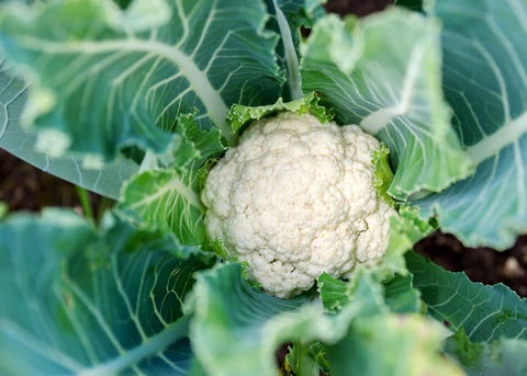 Self Blanching Cauliflower Seeds for Planting – Heirloom, Non-GMO, Compact Vegetable – High Germination