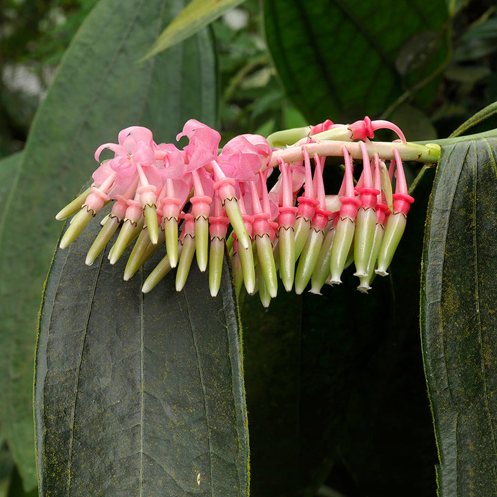 Cavendishia Grandifolia Flower Seeds for Planting | Heirloom Non-GMO Organic Garden Seeds