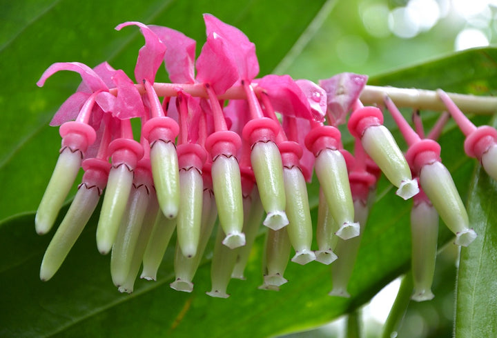 Cavendishia Grandifolia Flower Seeds for Planting | Heirloom Non-GMO Organic Garden Seeds