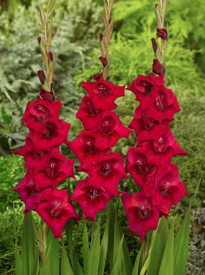 Deep Red Gladiolus Flower Seeds – Drought Tolerant, Heirloom &amp; Non-GMO Seeds for Home Garden