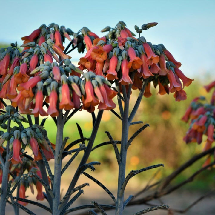 Chandelier Flower Seeds for Planting – Heirloom, Non-GMO Cottage Garden Essential, High Germination