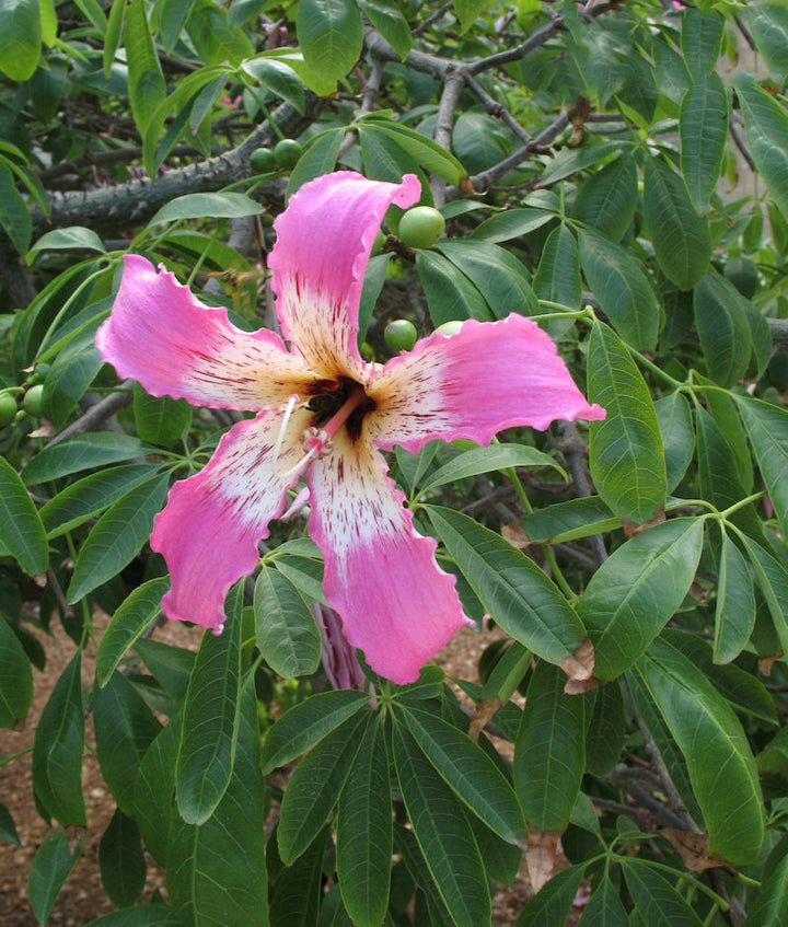 Chorisia Speciosa Flower Seeds for Planting – Heirloom Non-GMO High Germination