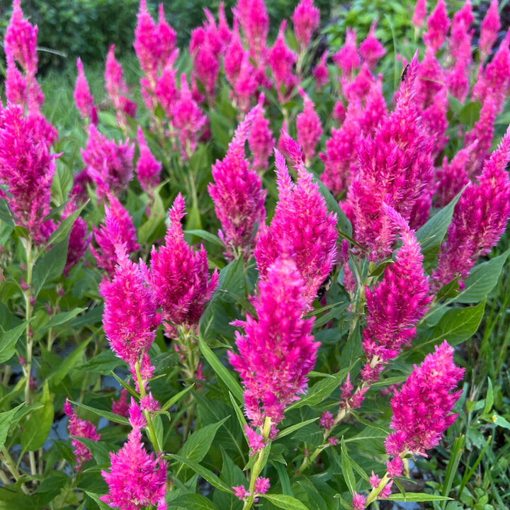 Dark Pink Celosia Flower Seeds for Planting – Heirloom Non-GMO, High Germination Organic Garden Seeds