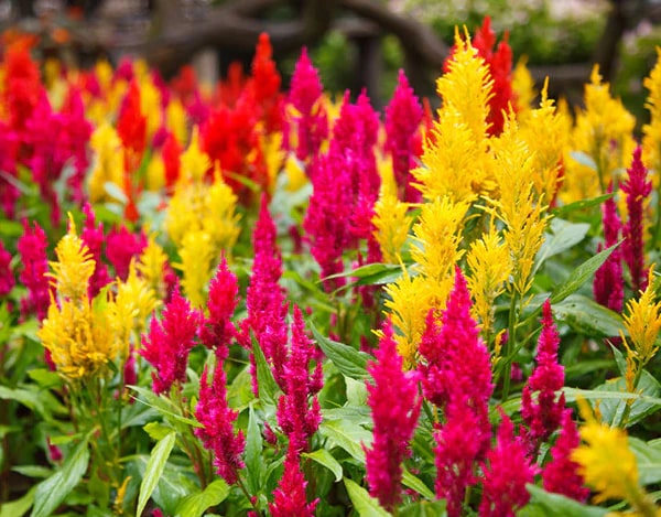 Celosia Flower Seeds for Planting – Heirloom, Non-GMO, High Germination Garden Seeds