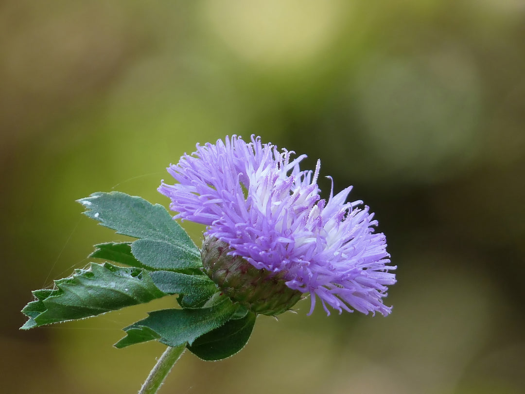 Vernonia Anthelmintica Flower Seeds for Planting – Heirloom, Non-GMO, High Germination