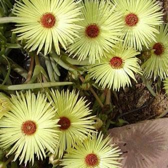 Yellow Cephalophyllum Pillansii Flower Seeds for Planting – Heirloom, Non-GMO, High Germination